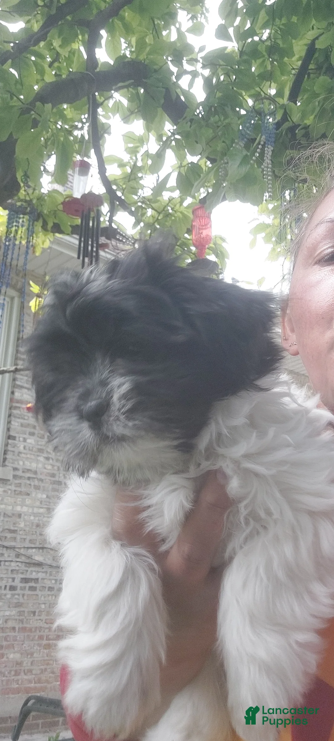 Shih Tzu dogs for sale: Shih Tzu Puppy 4 - Ad 2