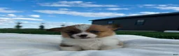 Welsh Corgi Pembroke dogs for sale: Blaise Welsh Corgi Pembroke Puppy  - Ad 5