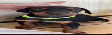 Doberman Pinscher / Lime Green 