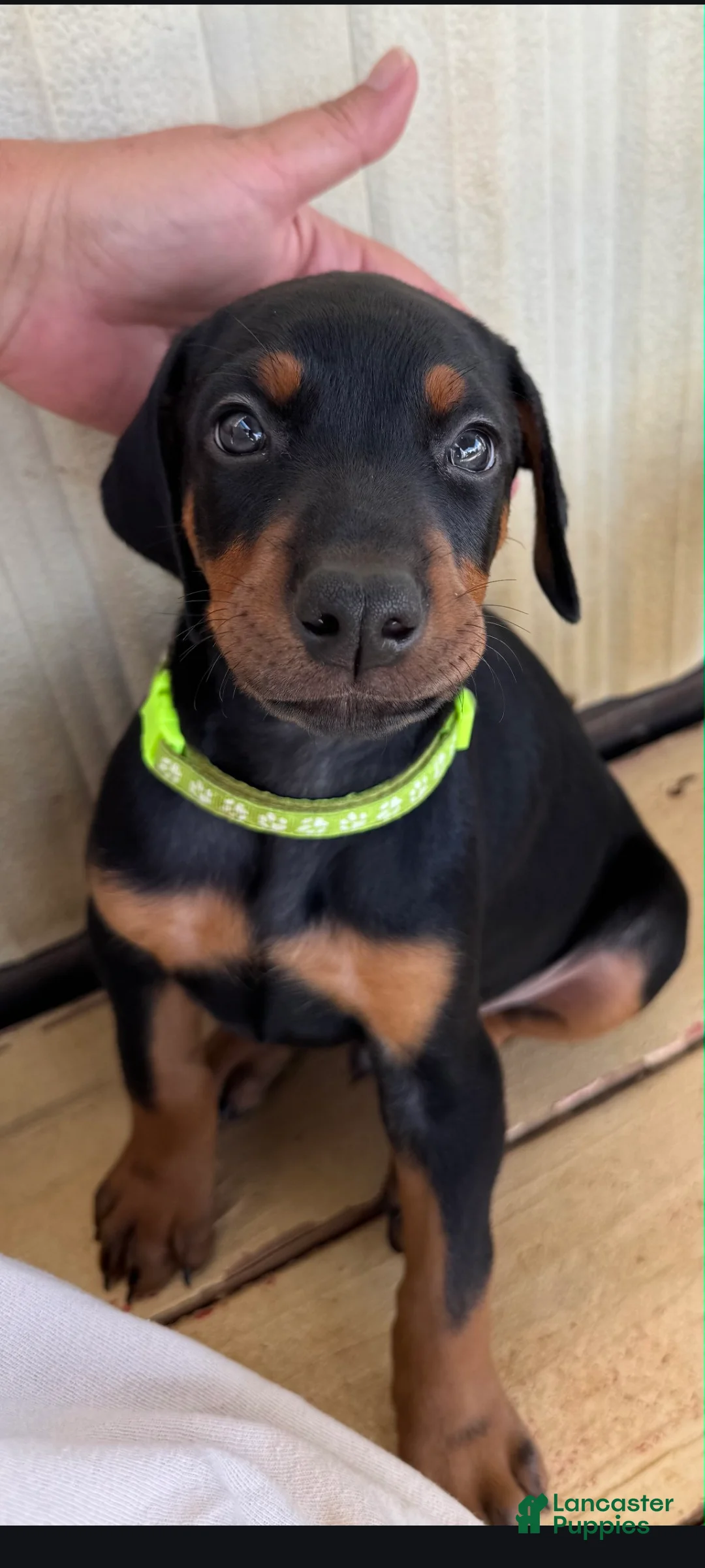 Doberman Pinscher dogs for sale: Doberman Pinscher / Lime Green  - Ad 1