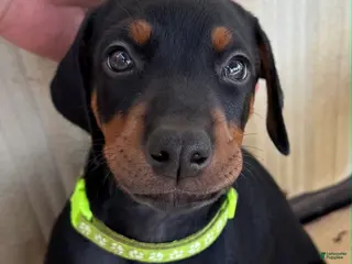 Doberman Pinscher dogs Doberman Pinscher / Lime Green - Ad 33