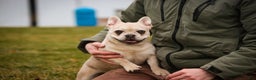 French Bulldog dogs for sale: Addie - Ad 4
