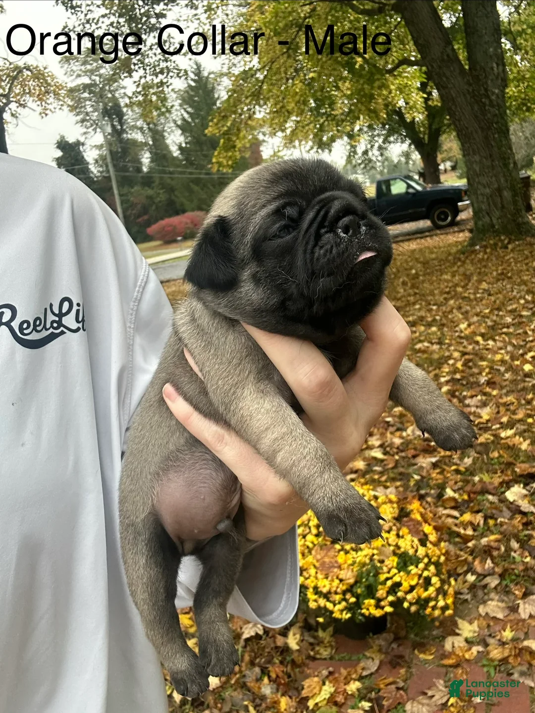 Pug dogs for sale: Orange Male - Ad 2