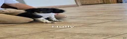 Mixed Breed dogs for sale: Holly - Ad 3