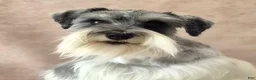 Miniature Schnauzer dogs for sale: Mabel - Ad 4