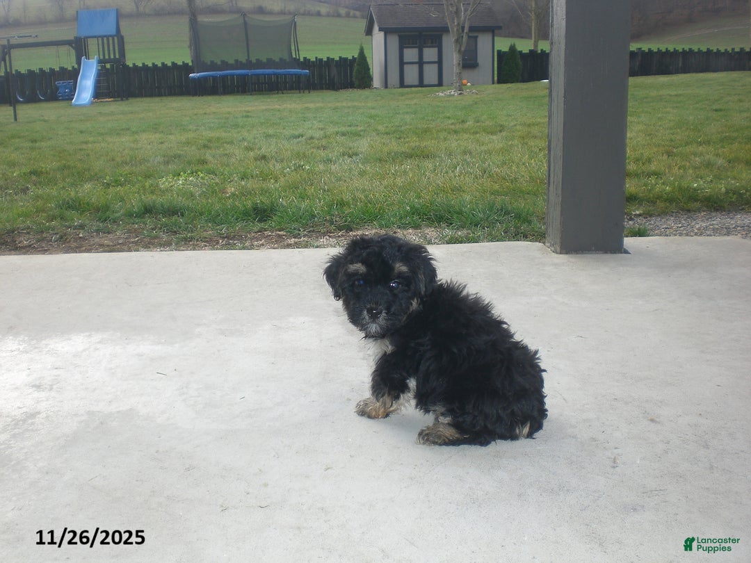 Yorkiepoo dogs for sale: Trent - Ad 9
