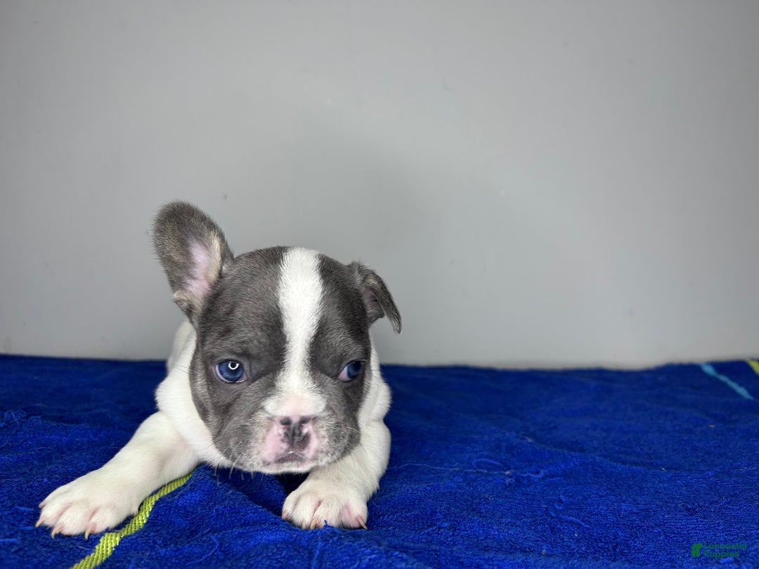 French Bulldog dogs for sale: French Bulldog Puppy 1 - Ad 3