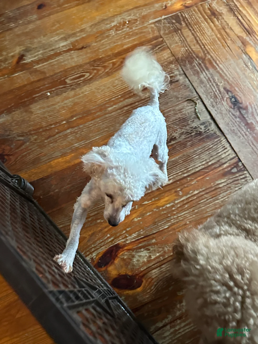 Miniature Poodle dogs for sale: Miniature Poodle Puppy 2 - Ad 2