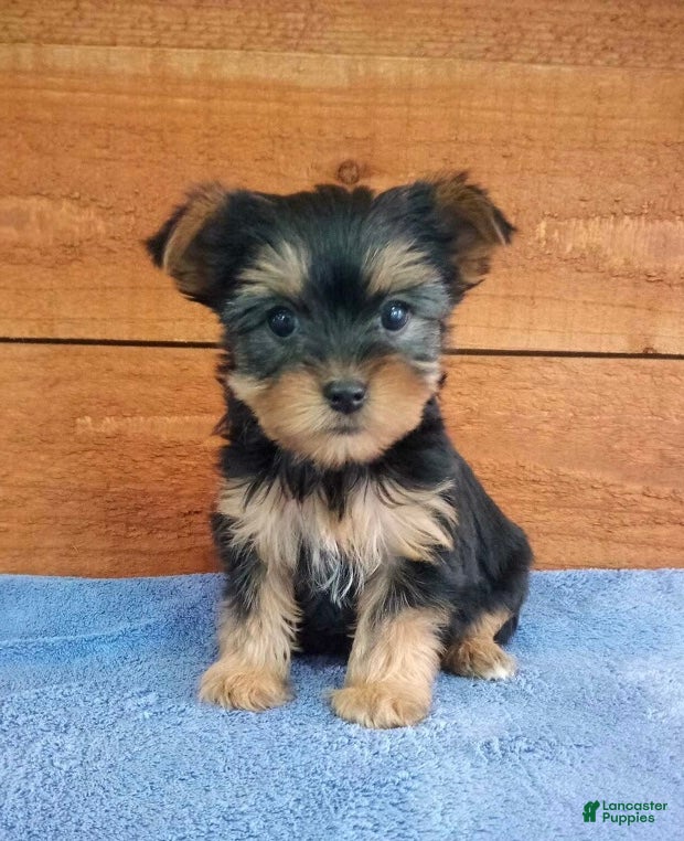 Yorkshire Terrier dogs Lexi - Ad 1