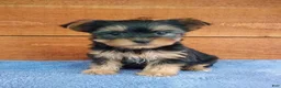 Yorkshire Terrier dogs for sale: Lexi - Ad 1