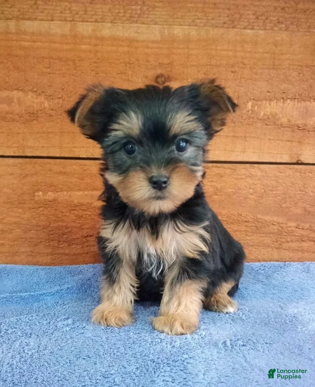 Yorkshire Terrier dogs for sale: Lexi - Ad 1