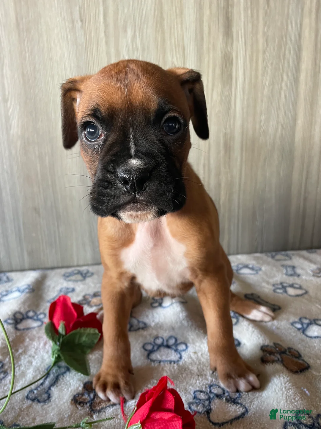 Boxer dogs for sale: Barney - Ad 3