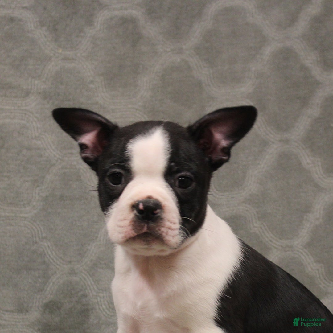 Boston Terrier dogs for sale: Chance - Ad 9