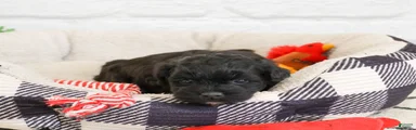 Draco