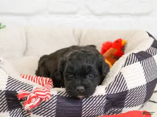 Shihpoo dogs Draco - Ad 30