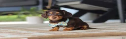 Miniature Dachshund dogs for sale: Warren - Ad 3