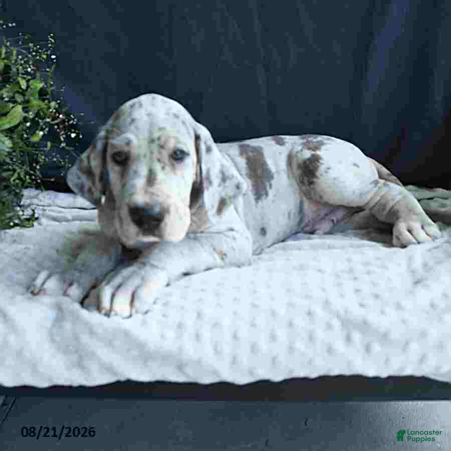 Great Dane dogs Bo  - Ad 1