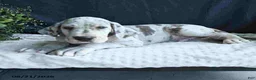Great Dane dogs for sale: Bo  - Ad 11