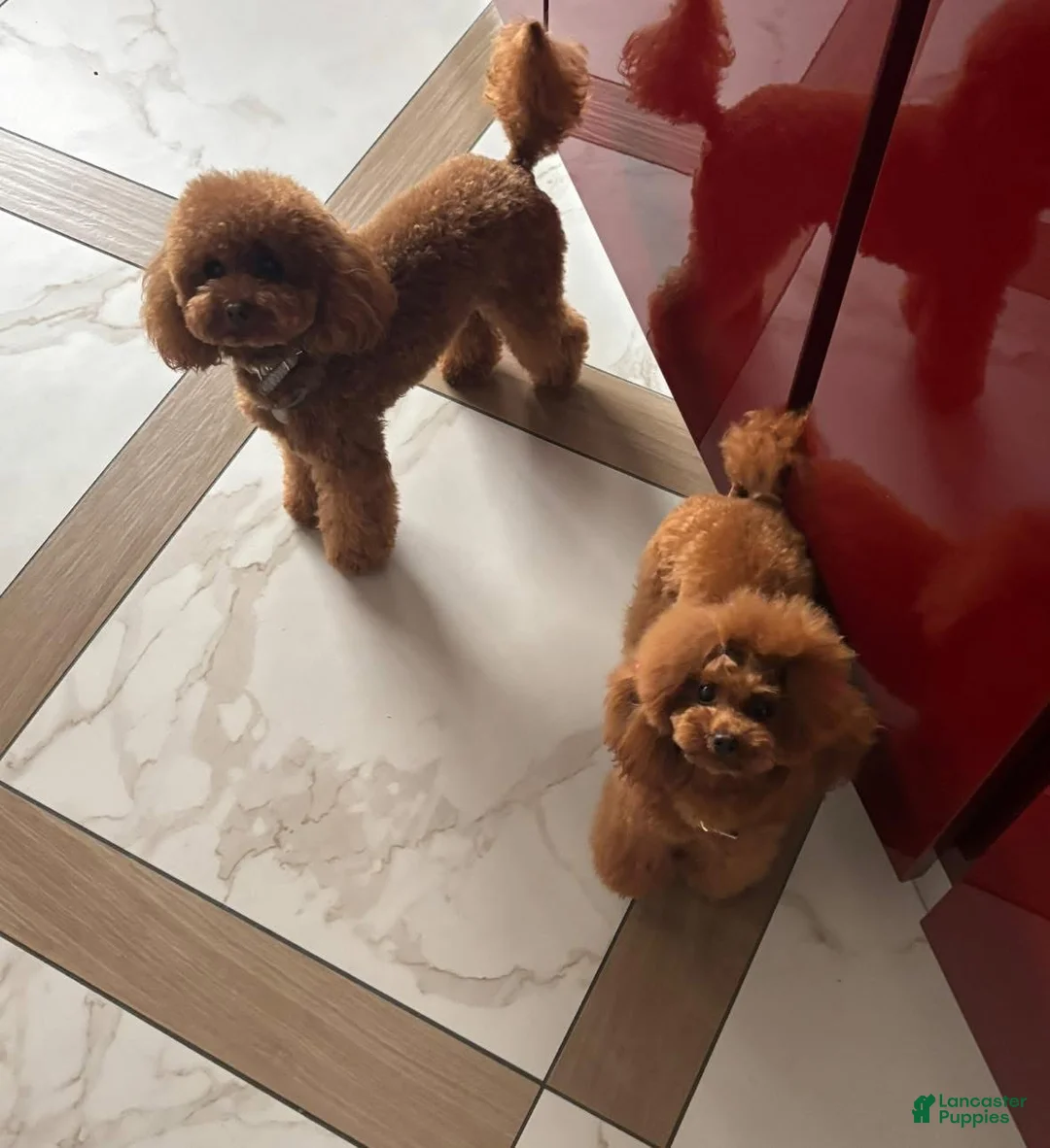 Toy Poodle dogs for sale: Vicky - Ad 6