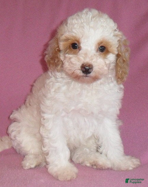 Miniature Poodle dogs Lola - Ad 2