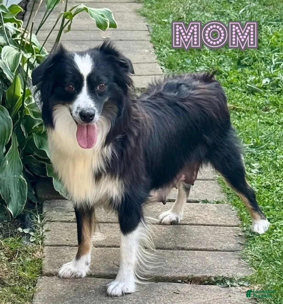 Miniature Australian Shepherd dogs for sale: Onyx - Ad 6