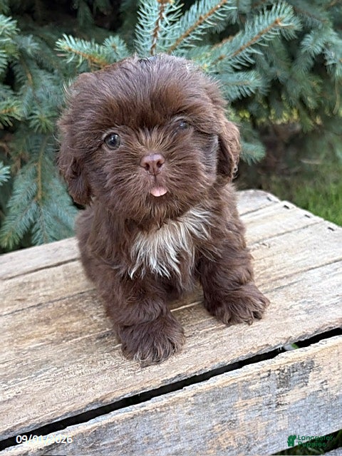 Shih Tzu dogs Lennon - Ad 1