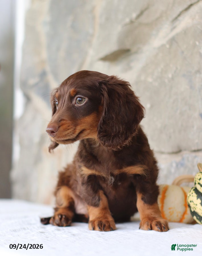 Miniature Dachshund dogs Trent - Ad 2