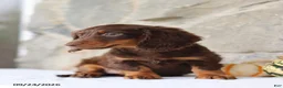 Miniature Dachshund dogs for sale: Trent - Ad 2