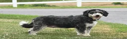 Mini Bernedoodle dogs for sale: Max - Ad 6