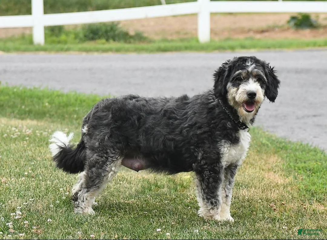 Mini Bernedoodle dogs for sale: Max - Ad 6