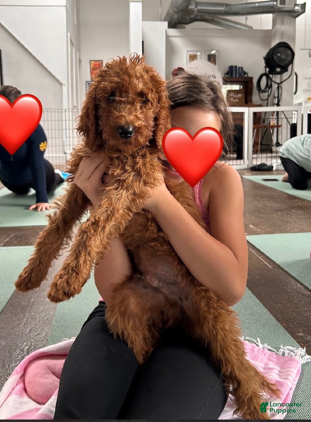 Goldendoodle dogs 🩵 Mr. Sky Blue - Ad 1