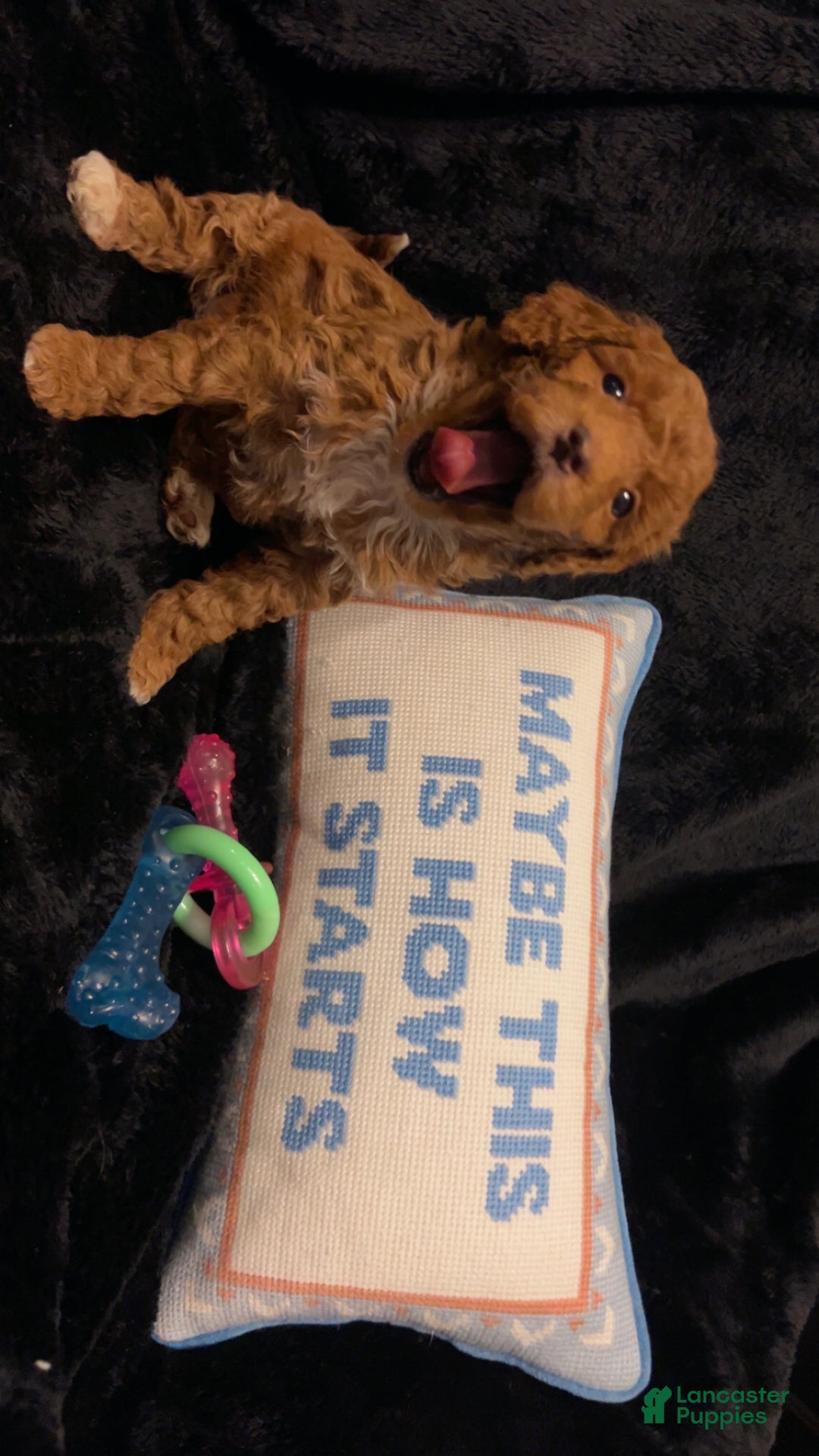 Mini Goldendoodle dogs for sale: Ms Grits - Ad 5