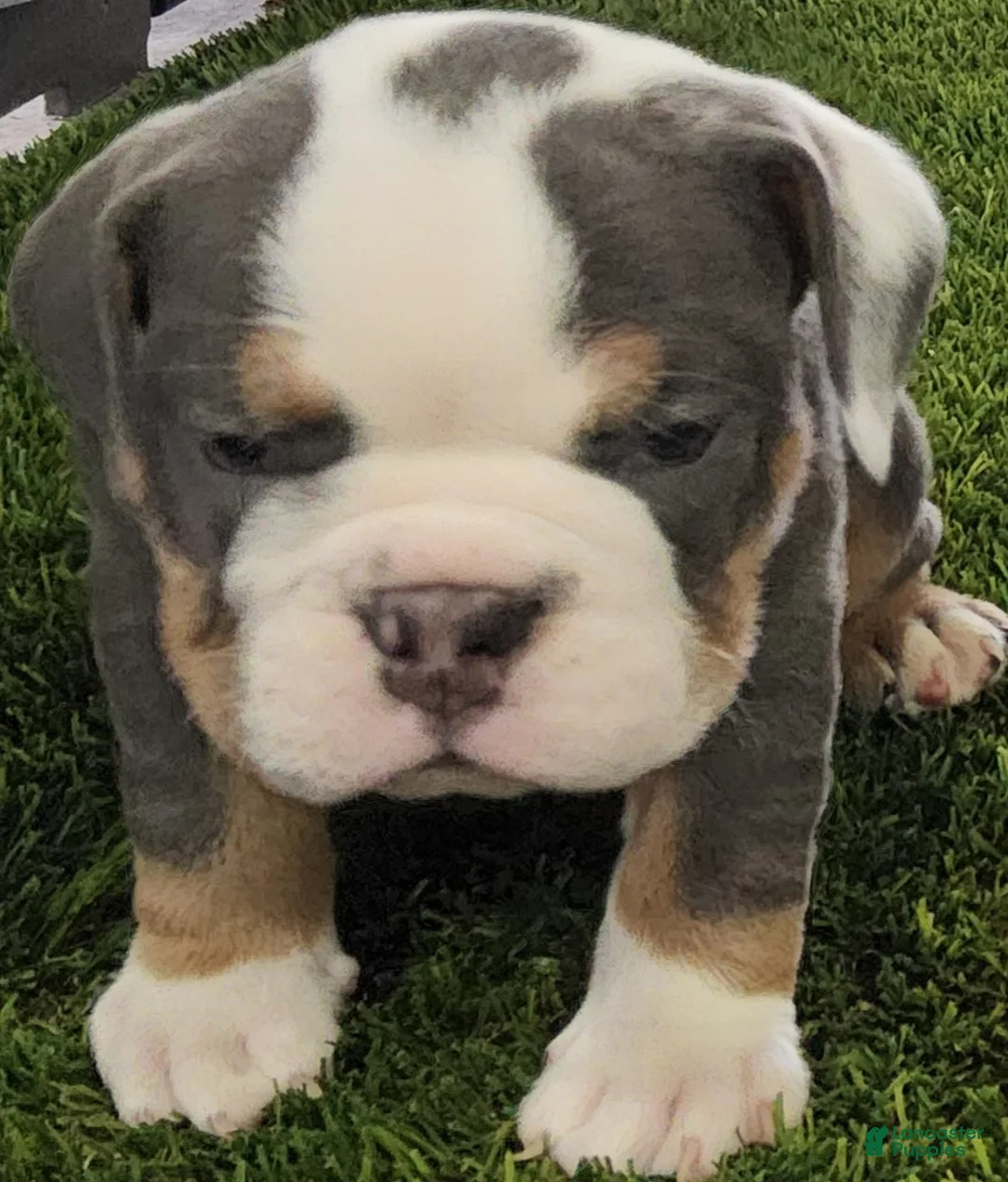 English Bulldog dogs for sale: Lila English Bulldog Puppy  - Ad 3