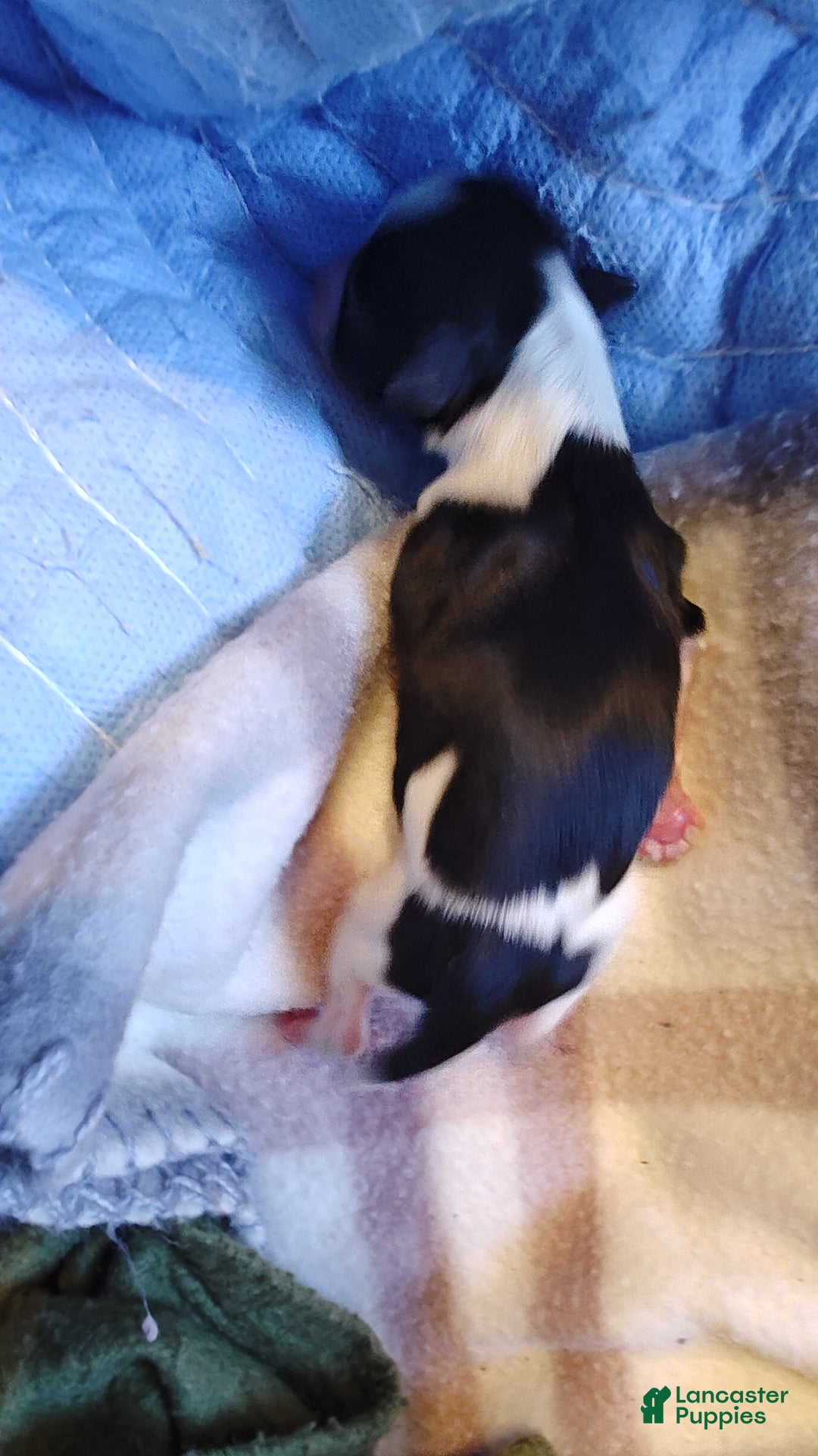 Miniature Schnauzer dogs for sale: Miniature Schnauzer Boy 3 - Ad 6