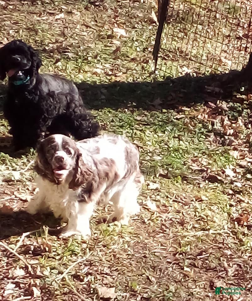 Cocker Spaniel dogs Cocker Spaniel Puppy 1 - Ad 1