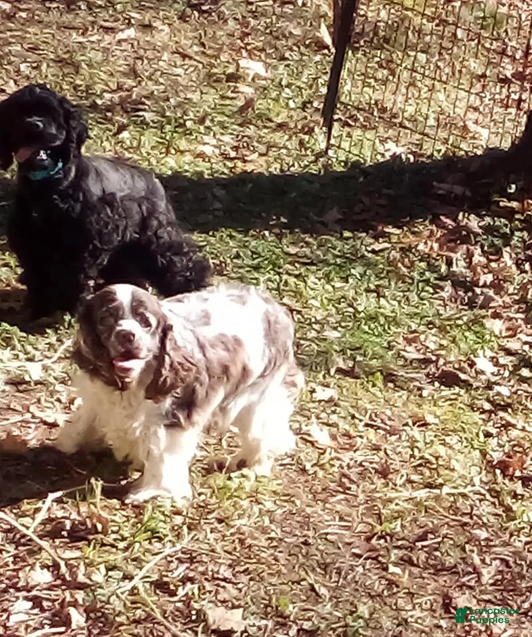 Cocker Spaniel dogs for sale: Cocker Spaniel Puppy 1 - Ad 1