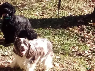 Cocker Spaniel dogs for sale: Cocker Spaniel Puppy 1 - Ad 2