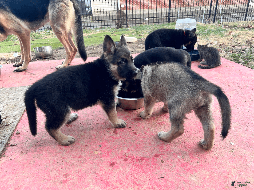 German Shepherd dogs for sale: Mana - Ad 7