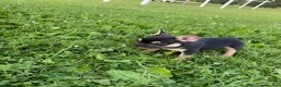 French Bulldog dogs for sale: Midnight-frenchie - Ad 3