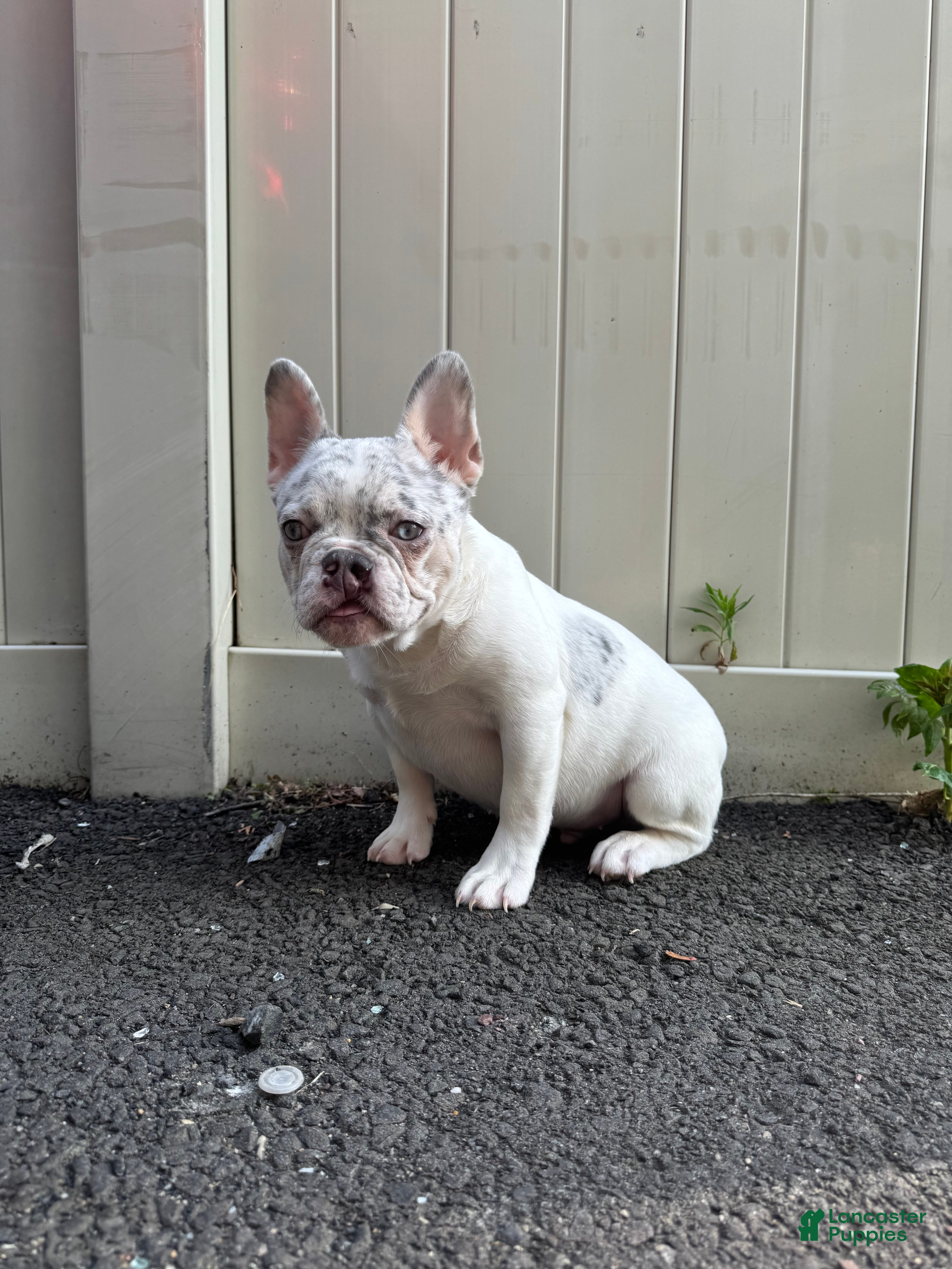 French Bulldog dogs Jack - Ad 2