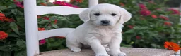 Golden Retriever dogs for sale: Bailey - Ad 5