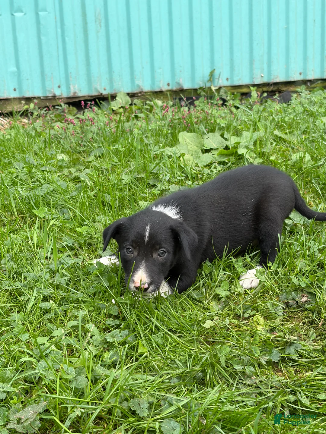 Border Collie dogs for sale: Becky Border Collie  - Ad 2