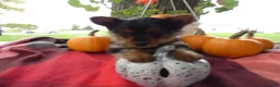 Yorkshire Terrier dogs for sale: Yorkshire Terrier 2 Monroe - Ad 7
