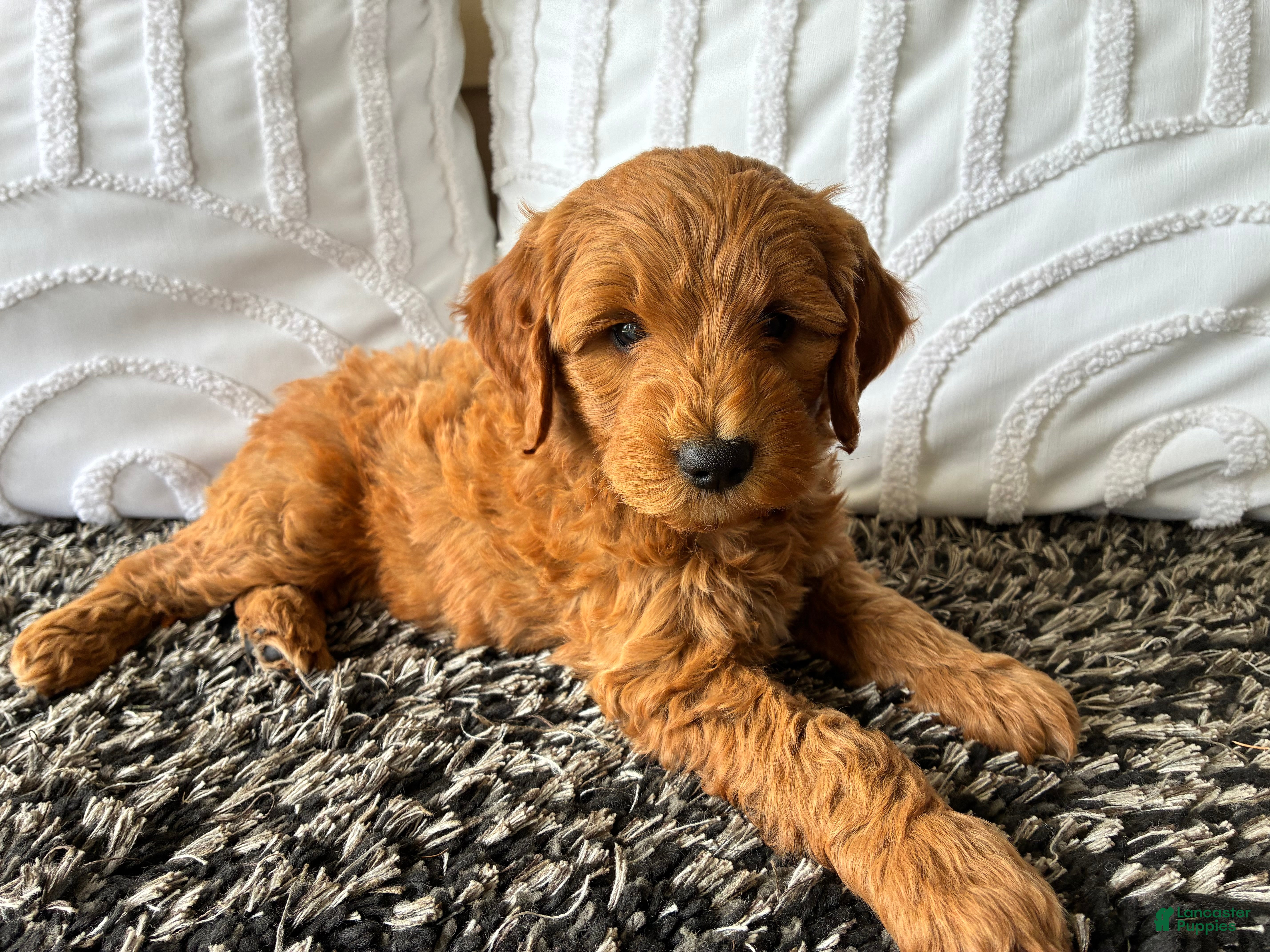 Mini Goldendoodle dogs Mini Goldendoodle “Ollie” - Ad 2