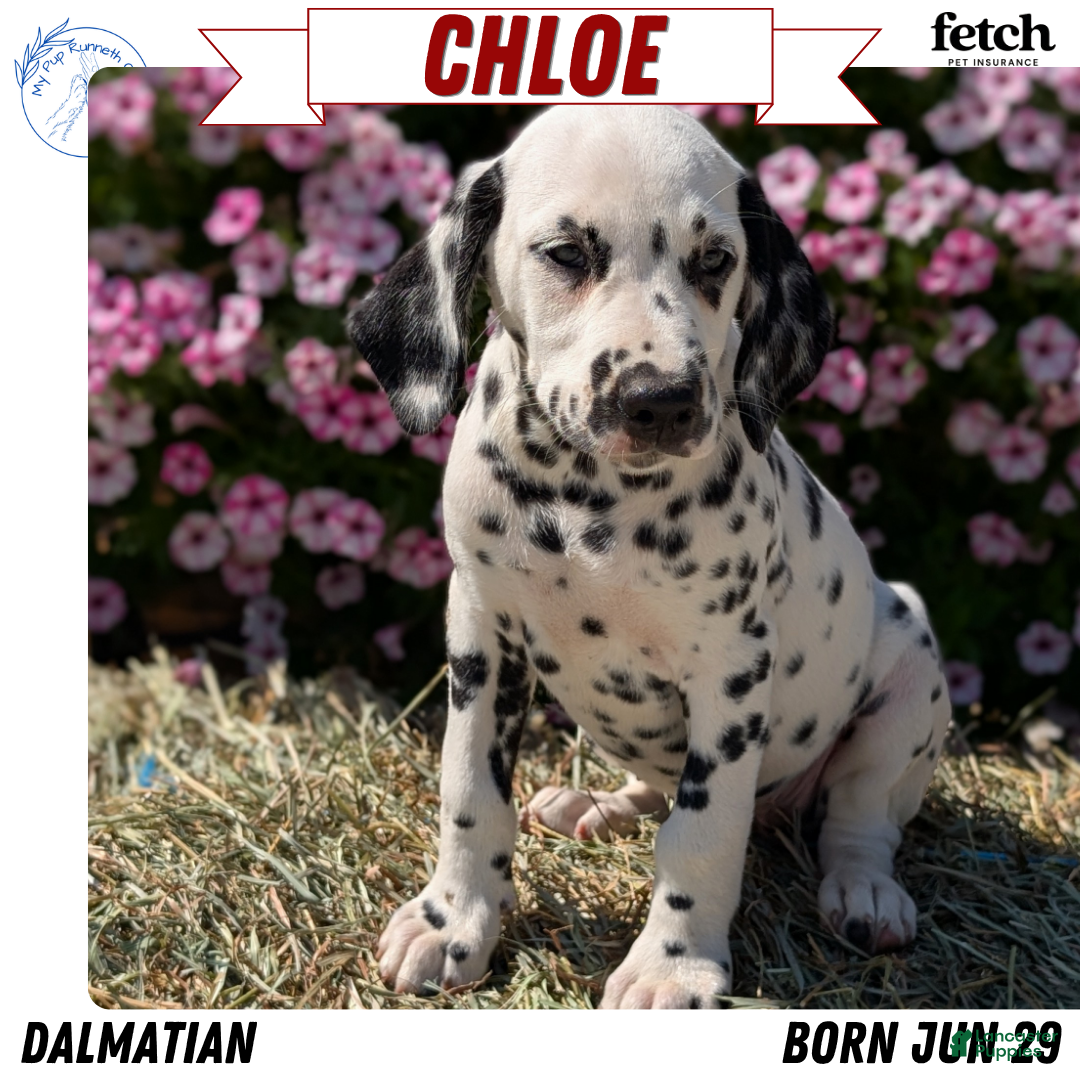 Dalmatian dogs Chloe - Ad 1