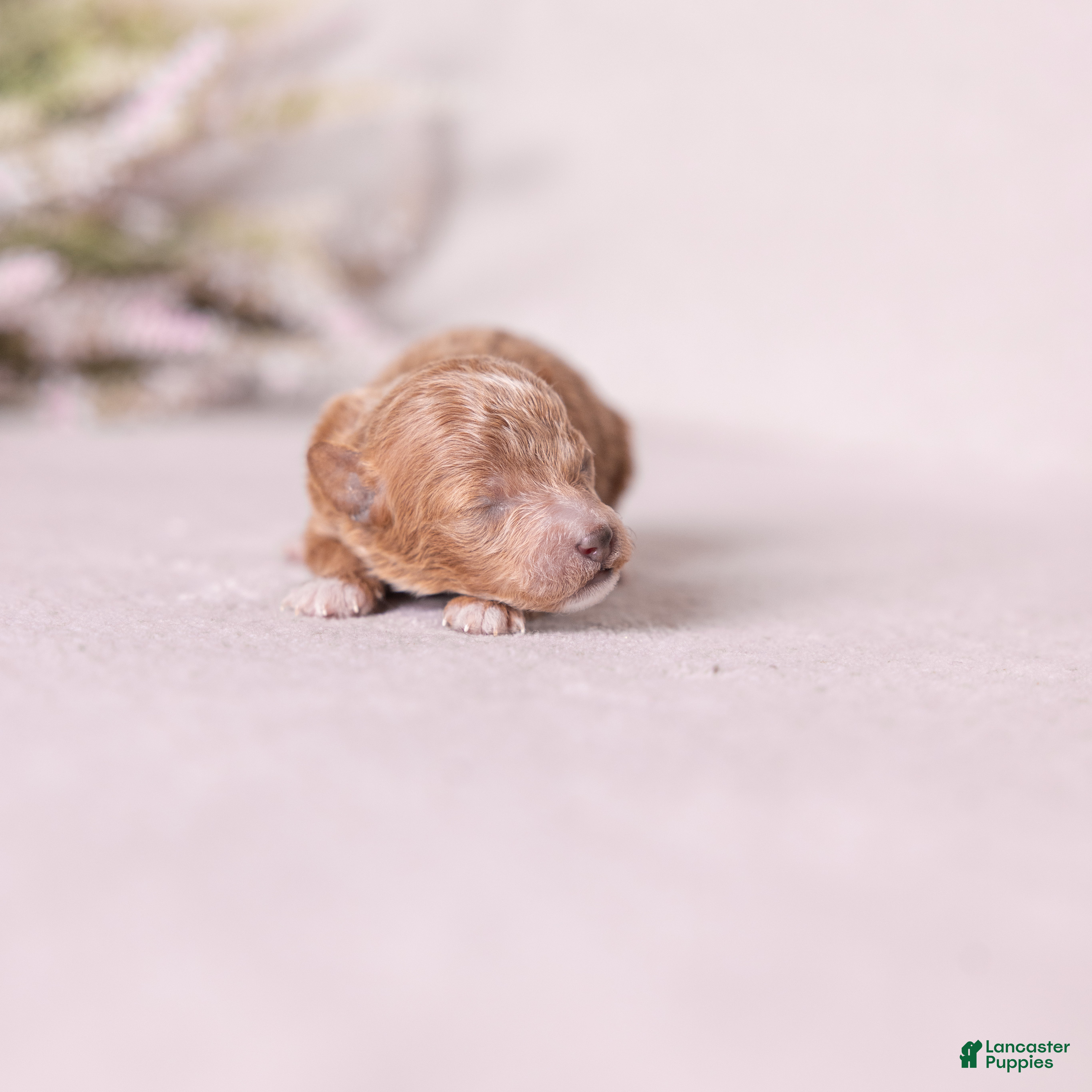 Miniature Poodle dogs Bliss - Ad 1