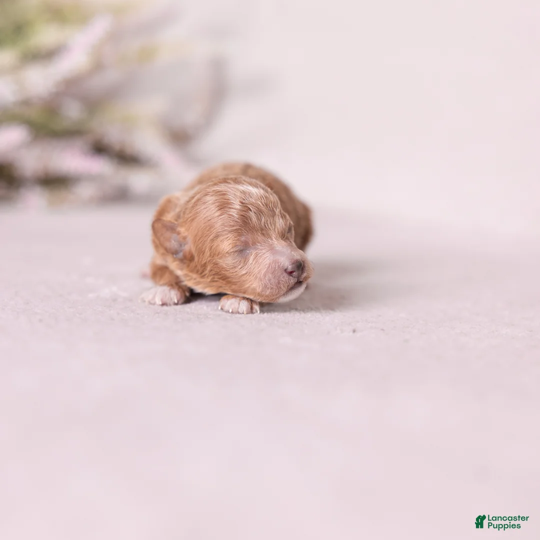 Miniature Poodle dogs for sale: Bliss - Ad 1