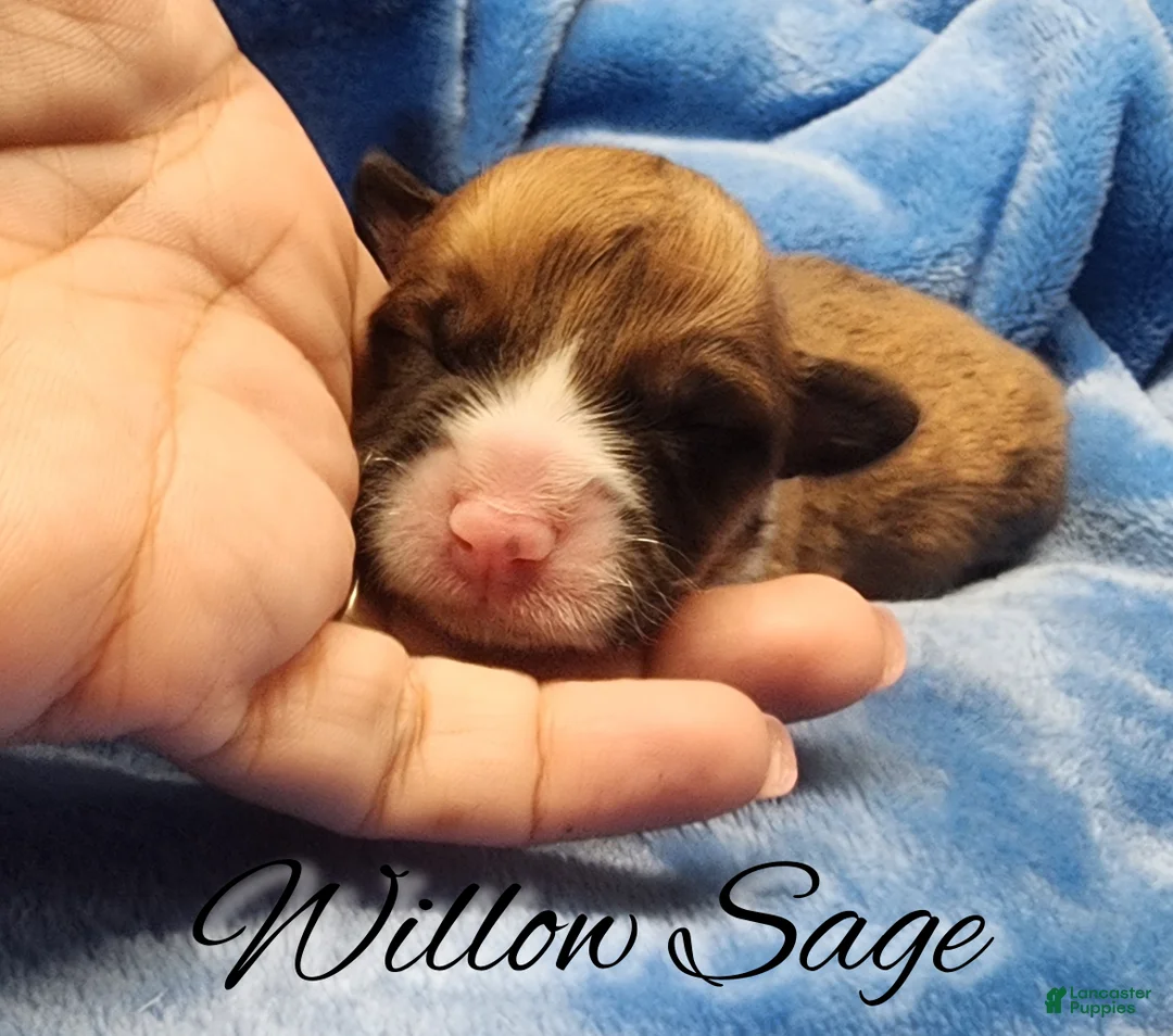 Welsh Corgi Pembroke dogs for sale: Willow Sage - Ad 1