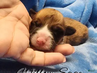 Welsh Corgi Pembroke dogs Willow Sage - Ad 19