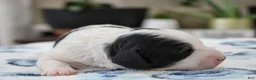 Mini Bernedoodle dogs for sale: Teagan - Ad 6